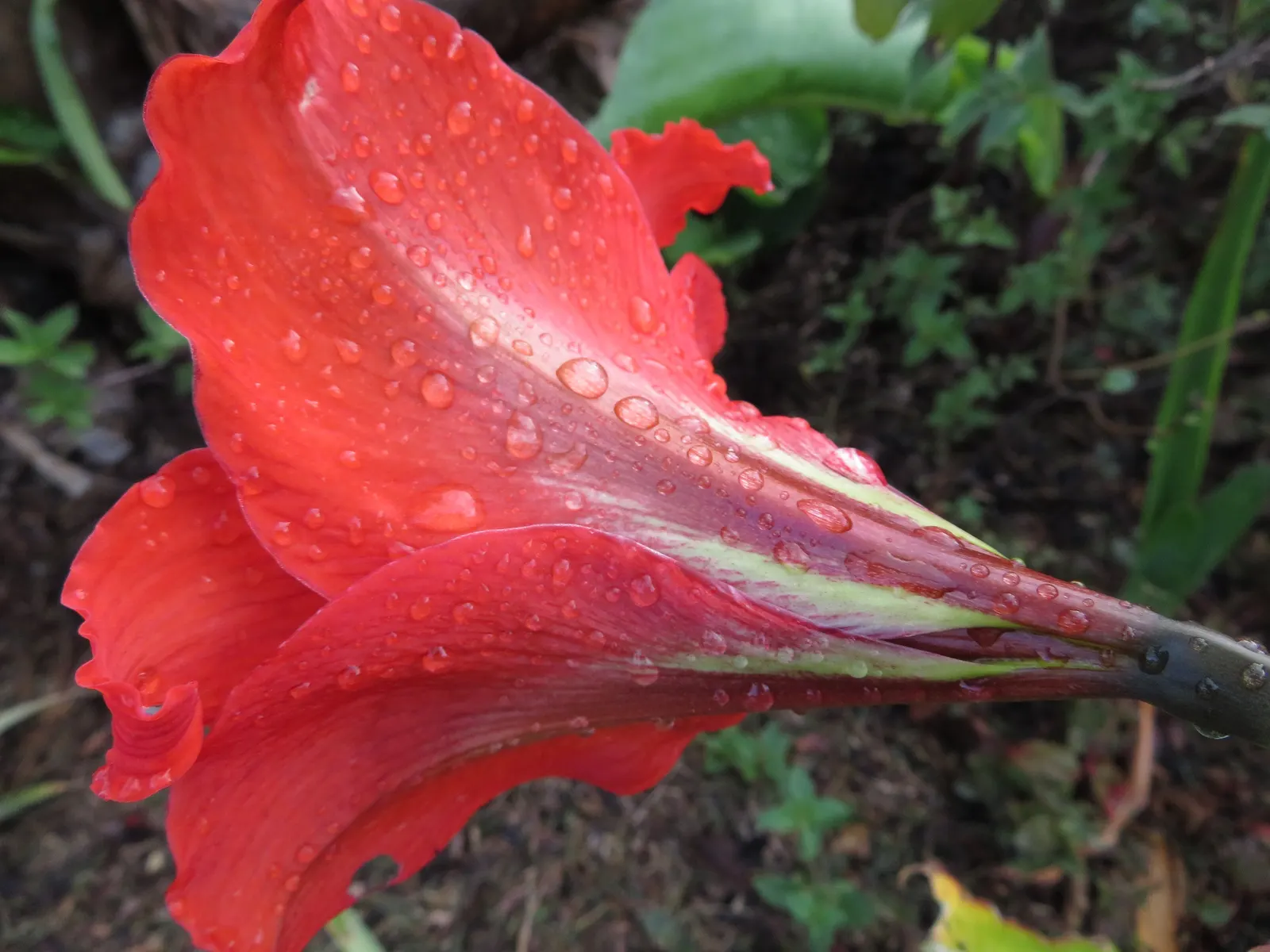 Kaffir Lily (Clivia Miniata) — each measuring about 2 to 3 inches across
