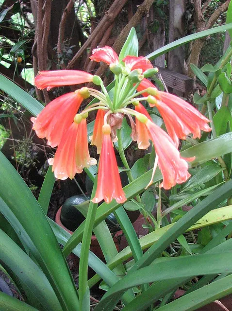 Kaffir Lily (Clivia Miniata) — red berries.<br><br>This plant prefers well-drained soil and requires minimal feeding; this evergreen is, image 105