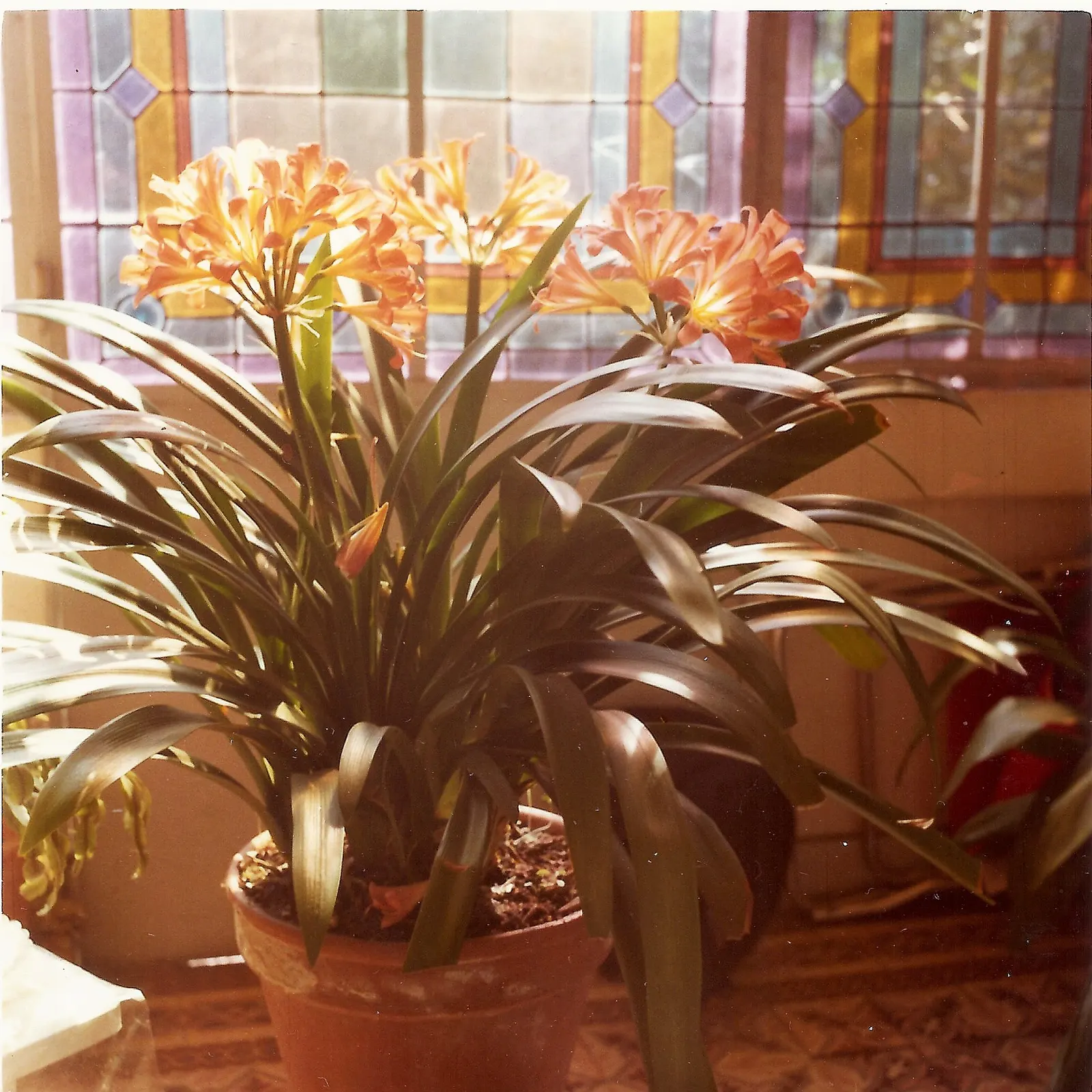Kaffir Lily (Clivia Miniata) — The Kaffir Lily (Clivia miniata); the Kaffir Lily yields best results when left undisturbed, image 64