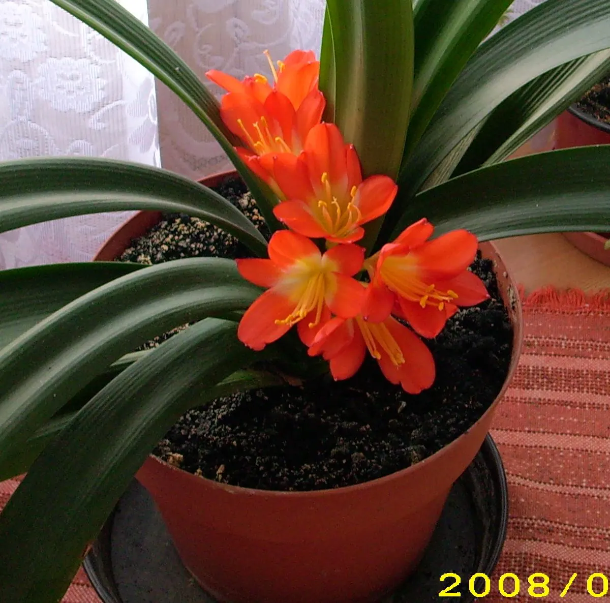 Kaffir Lily (Clivia Miniata) — In late winter to early spring, it boasts vivid orange-red flowers in clusters atop a 1.5-2-foot stalk; the blooms, image 59