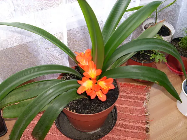 Kaffir Lily (Clivia Miniata) — it enhances landscapes with its low-maintenance; forming a clump that does not exceed 2 feet in width, image 62