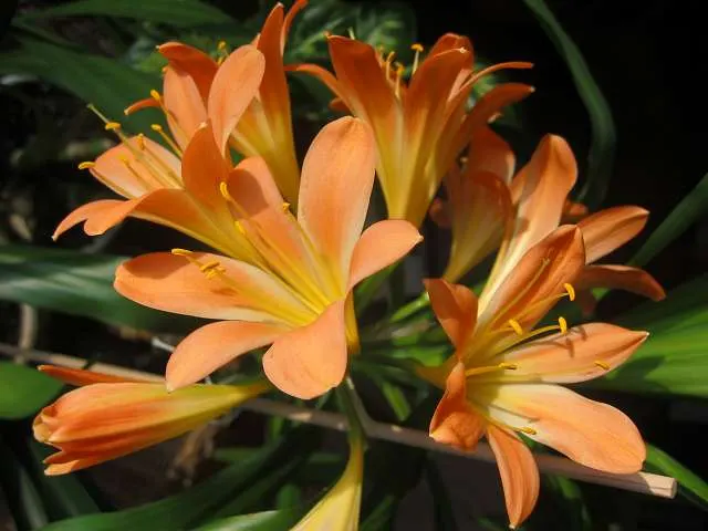 Kaffir Lily (Clivia Miniata) — shrub with orange blooms; the blooms display a vivid range of colors from deep orange to red, image 83