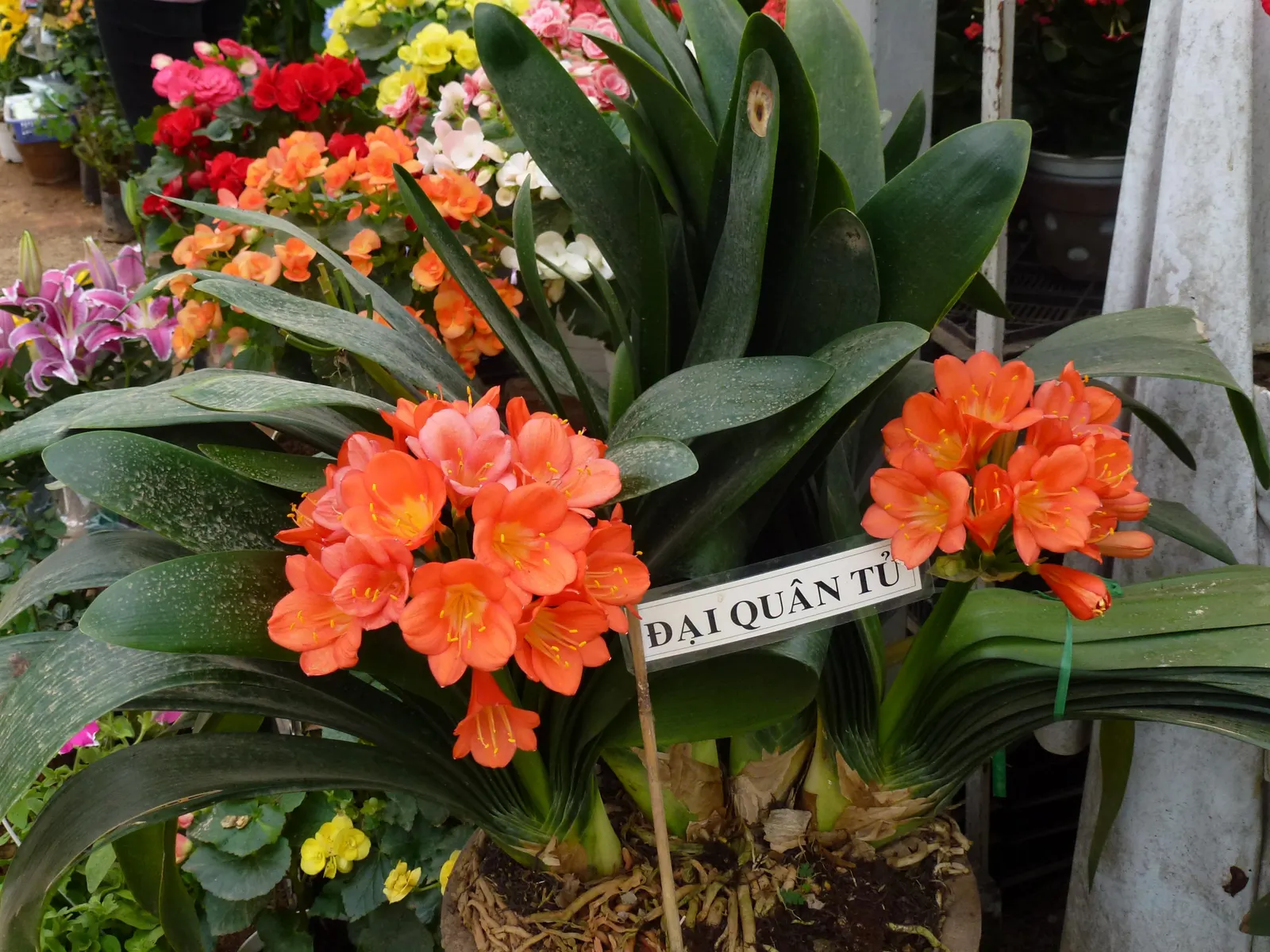 Kaffir Lily (Clivia Miniata) — Ideal for understory planting; this evergreen is drought-tolerant once established and prefers well-drained soil, image 61