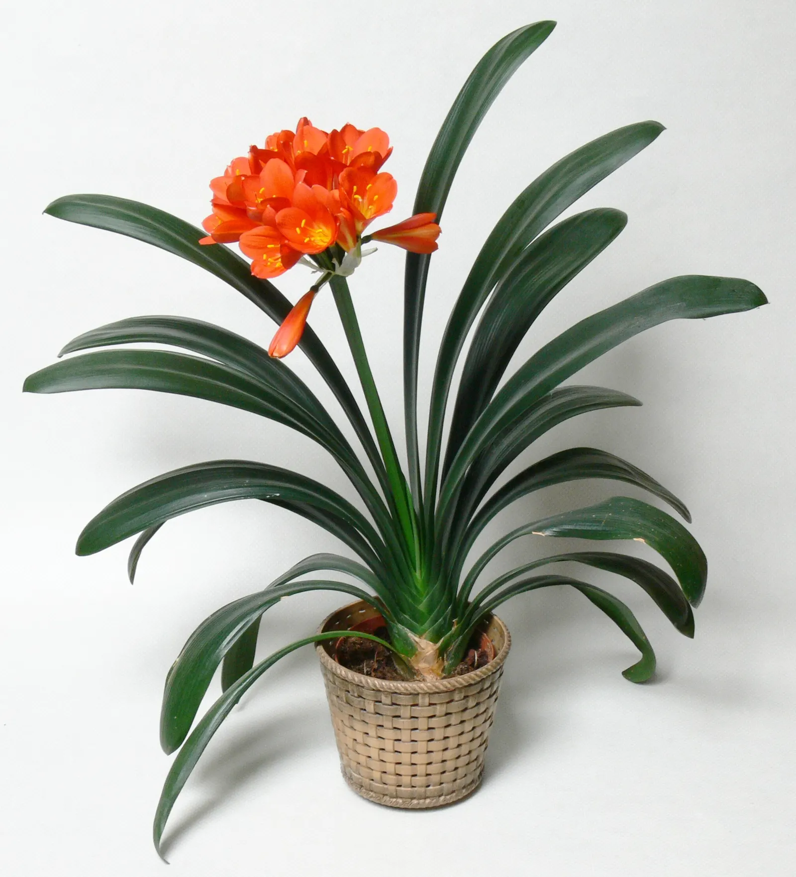 Kaffir Lily (Clivia Miniata) — is a shade-loving perennial with thick