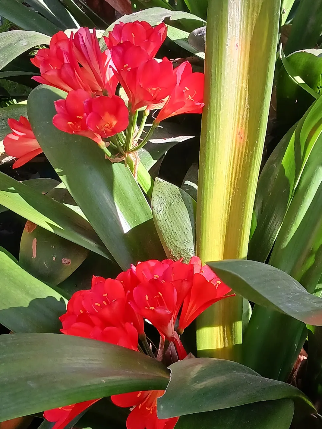 Kaffir Lily (Clivia Miniata) — The blooms display a vivid range of colors from deep orange to red; forming a clump that does not exceed 2 feet in, image 102