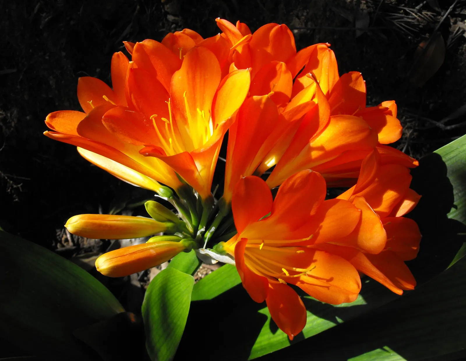 Kaffir Lily (Clivia Miniata) — shrub for half or shade; the Kaffir Lily yields best results when left undisturbed, image 84