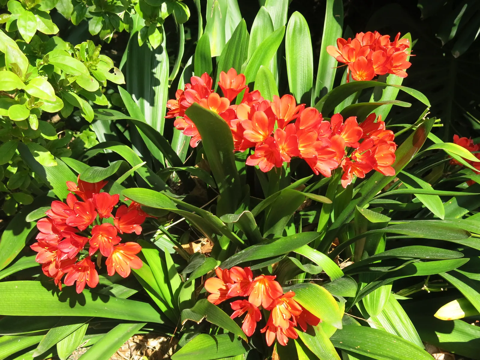 Kaffir Lily (Clivia Miniata) — shade-loving perennial appreciated for its vibrant blooms and lush; forming a clump that does not exceed 2 feet in, image 66