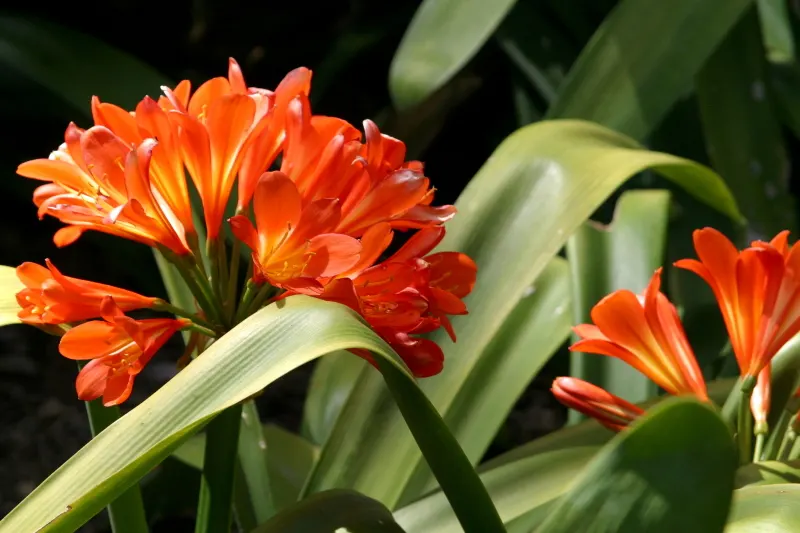 Kaffir Lily (Clivia Miniata) — This evergreen is drought-tolerant once established and prefers well-drained soil; the Kaffir Lily yields best, image 60