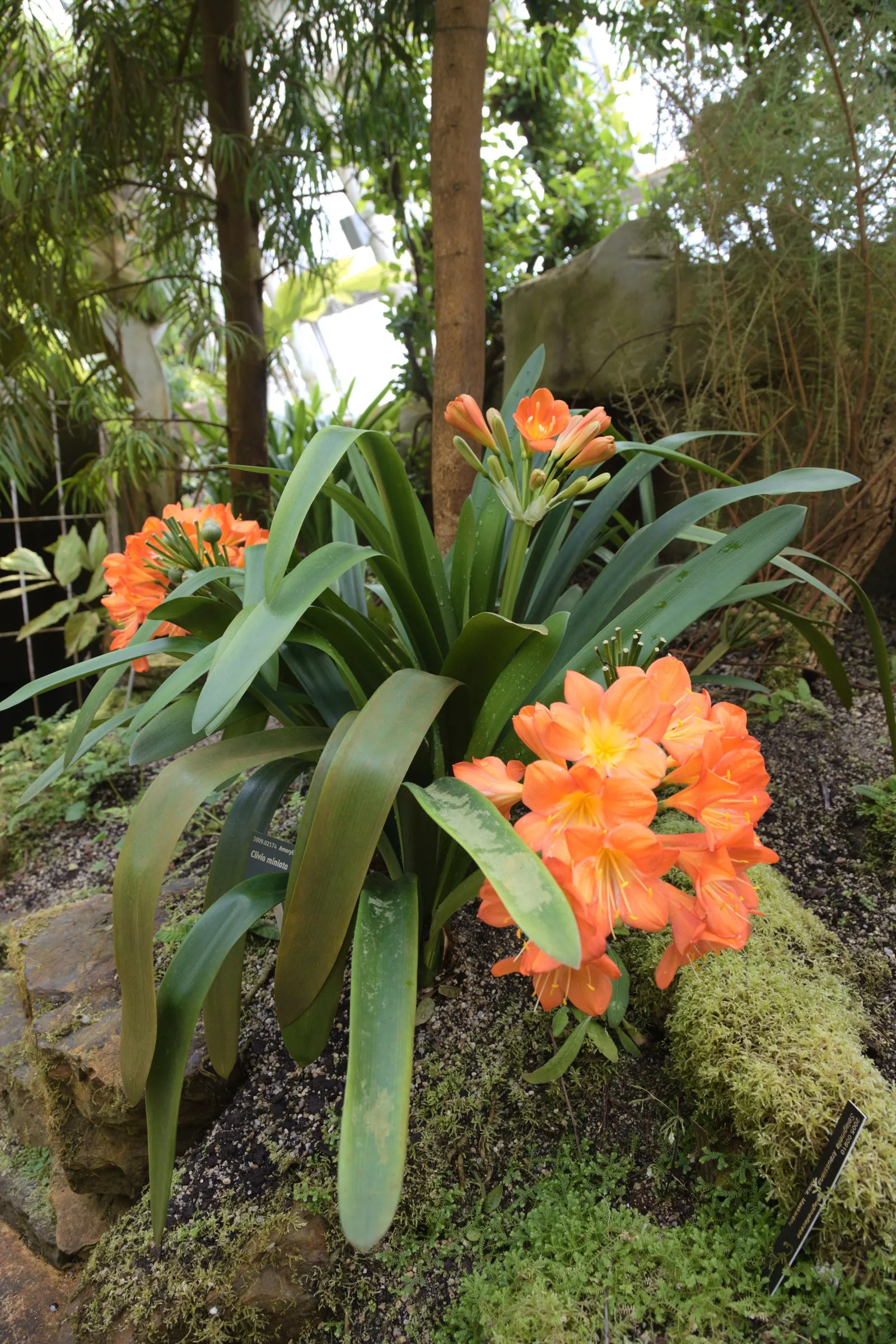 Kaffir Lily (Clivia Miniata) — Its dark green leaves are smooth and arch gracefully, reaching up to 2 inches wide and 18 inches in length; the, image 68