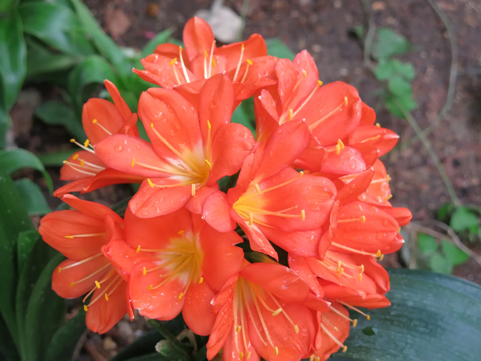 Kaffir Lily (Clivia Miniata) — fleshy roots that store water; forming a clump that does not exceed 2 feet in width, image 70