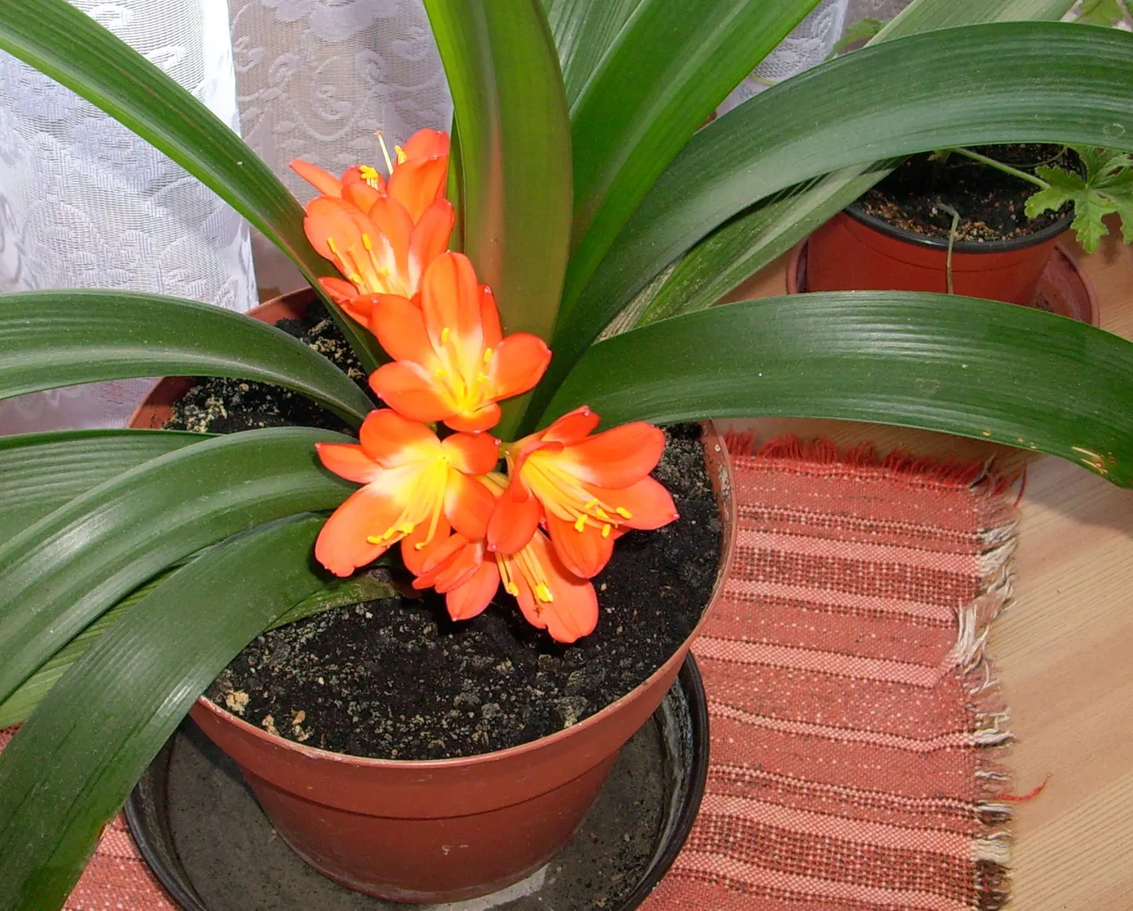 Kaffir Lily (Clivia Miniata) — strap-like green leaves reaching 2-3 feet in length; forming a clump that does not exceed 2 feet in width, image 58
