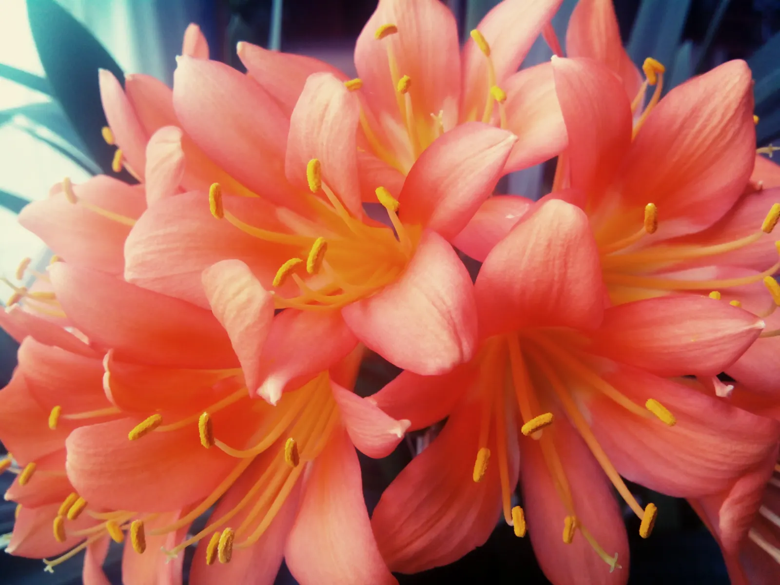 Kaffir Lily (Clivia Miniata) — is a shade-loving perennial with thick; this evergreen is drought-tolerant once established and prefers well-drained, image 85