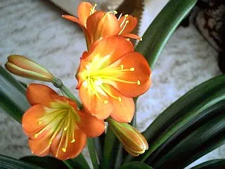 Kaffir Lily (Clivia Miniata) — strap-like green leaves reaching 2-3 feet in length; forming a clump that does not exceed 2 feet in width, image 86
