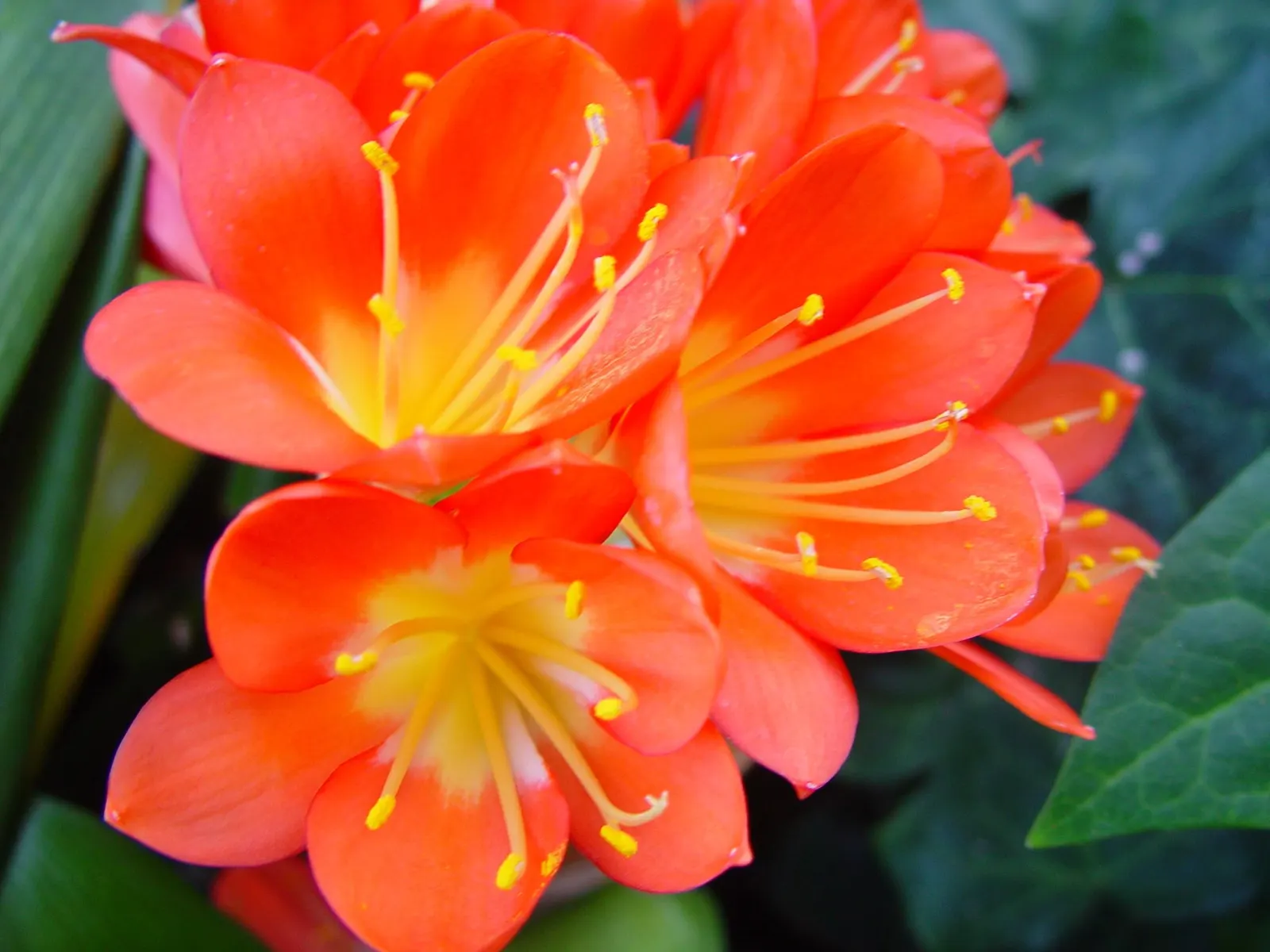 Kaffir Lily (Clivia Miniata) — is a shade-loving perennial with thick; this evergreen is drought-tolerant once established and prefers well-drained, image 57