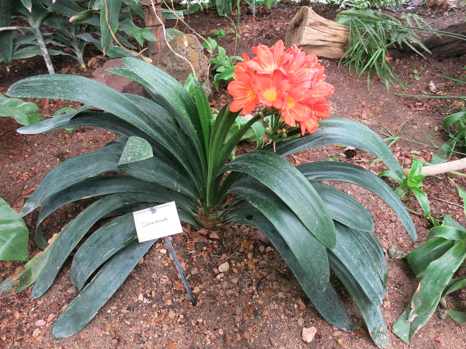 Kaffir Lily (Clivia Miniata) — also celebrated as the Bush Lily or Fire Lily; this evergreen is drought-tolerant once established and prefers, image 65