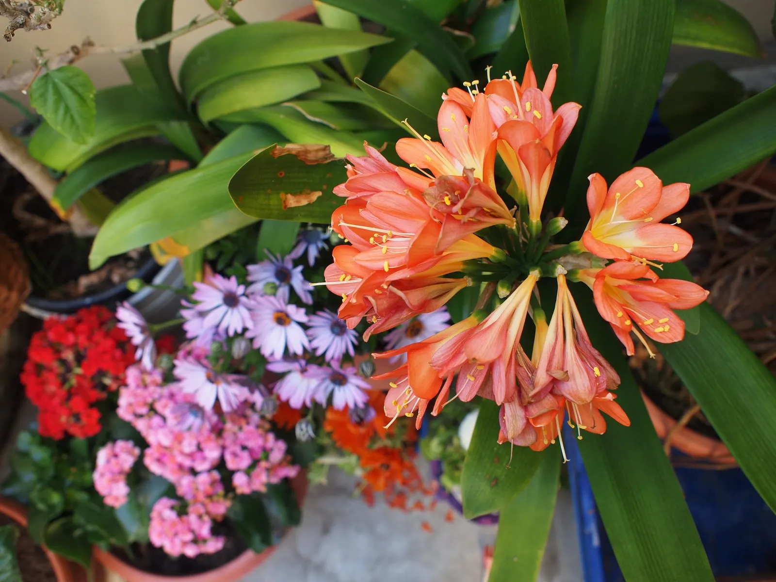 Kaffir Lily (Clivia Miniata) — lush foliage and striking blossoms; the blooms display a vivid range of colors from deep orange to red, image 63