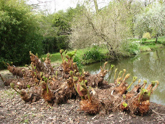Giant Gunnera (Gunnera Manicata) — displaying tiny reddish-green florets; the Giant Gunnera thrives in moist, image 93