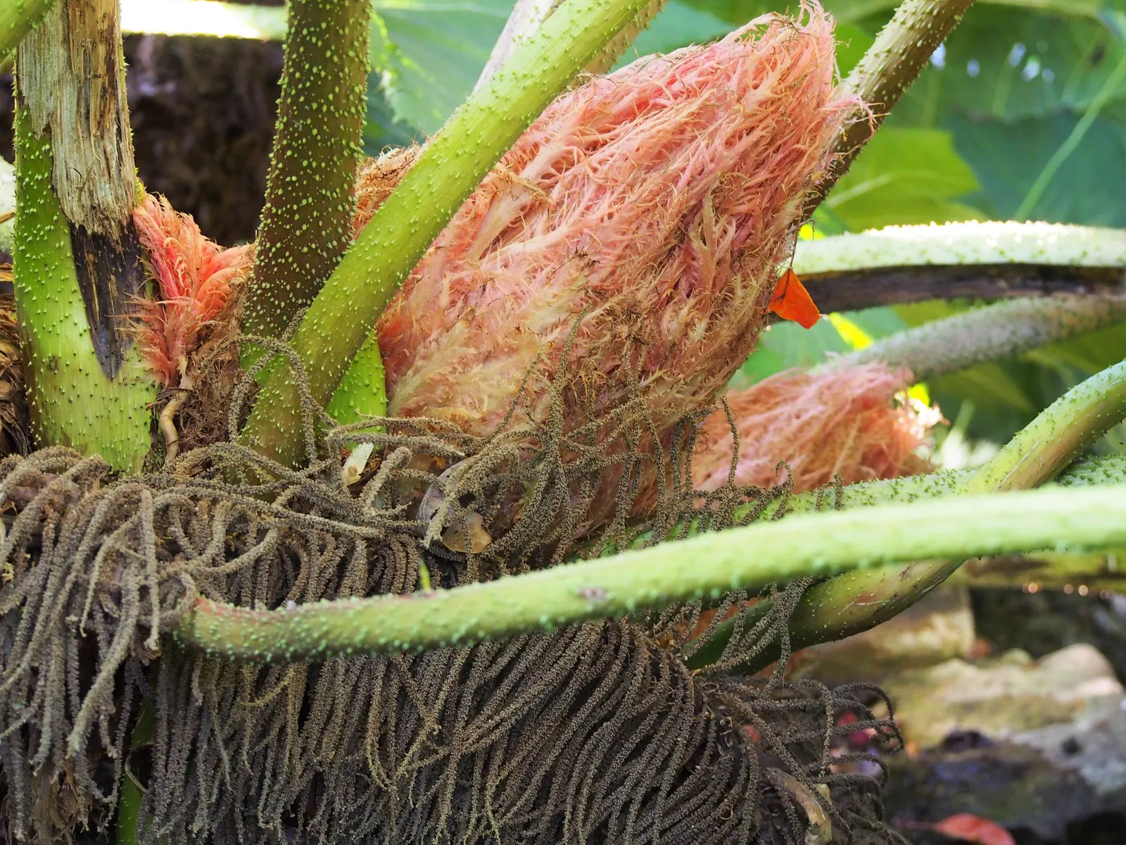 Giant Gunnera (Gunnera Manicata) — commonly known as the Giant Gunnera or Brazilian Giant-Rhubarb; aquatic / perennial with green and red blooms