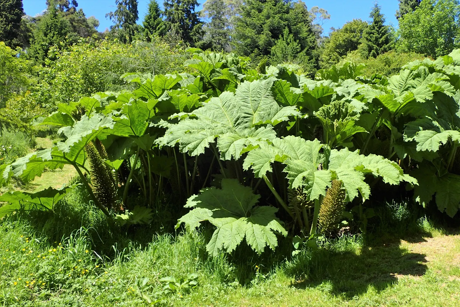 Giant Gunnera (Gunnera Manicata) — green and red flowers in the garden; ideal for a waterside focal point in USDA zones 7-10