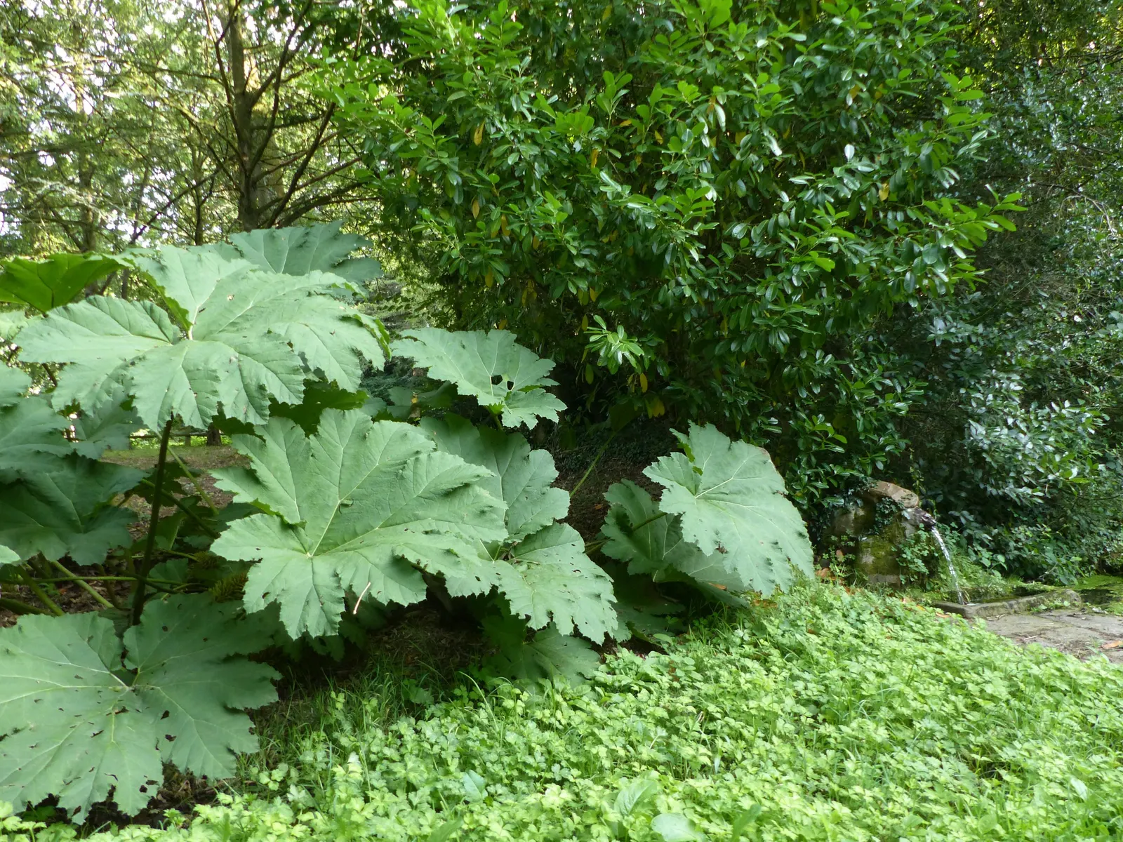 Giant Gunnera (Gunnera Manicata) — instantly transforming any garden scape into a tropical retreat; rich soils and is particularly well-suited to, image 56