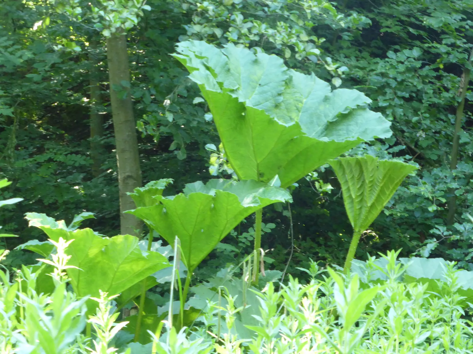 Giant Gunnera (Gunnera Manicata) — These spikes add a prehistoric touch to the garden aesthetic.<br><br>With a spread of up to 10 to 15 feet; it's, image 74