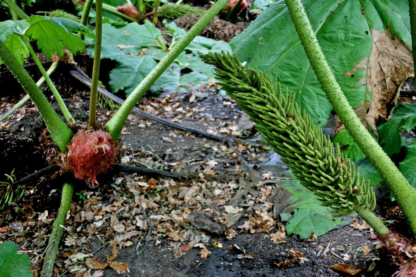Giant Gunnera (Gunnera Manicata) — It's a visual anchor that creates a sense of lushness and drama; rhubarb-like leaves that can span up to 8 feet, image 75