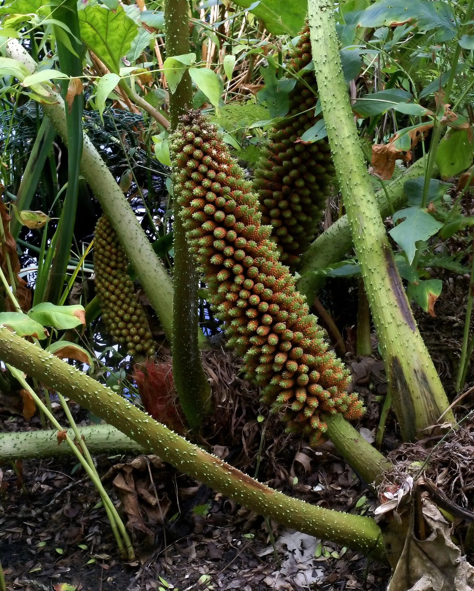 Giant Gunnera (Gunnera Manicata) — aquatic / perennial for full or half; regular feeding and consistent moisture will ensure this plant maintains, image 80