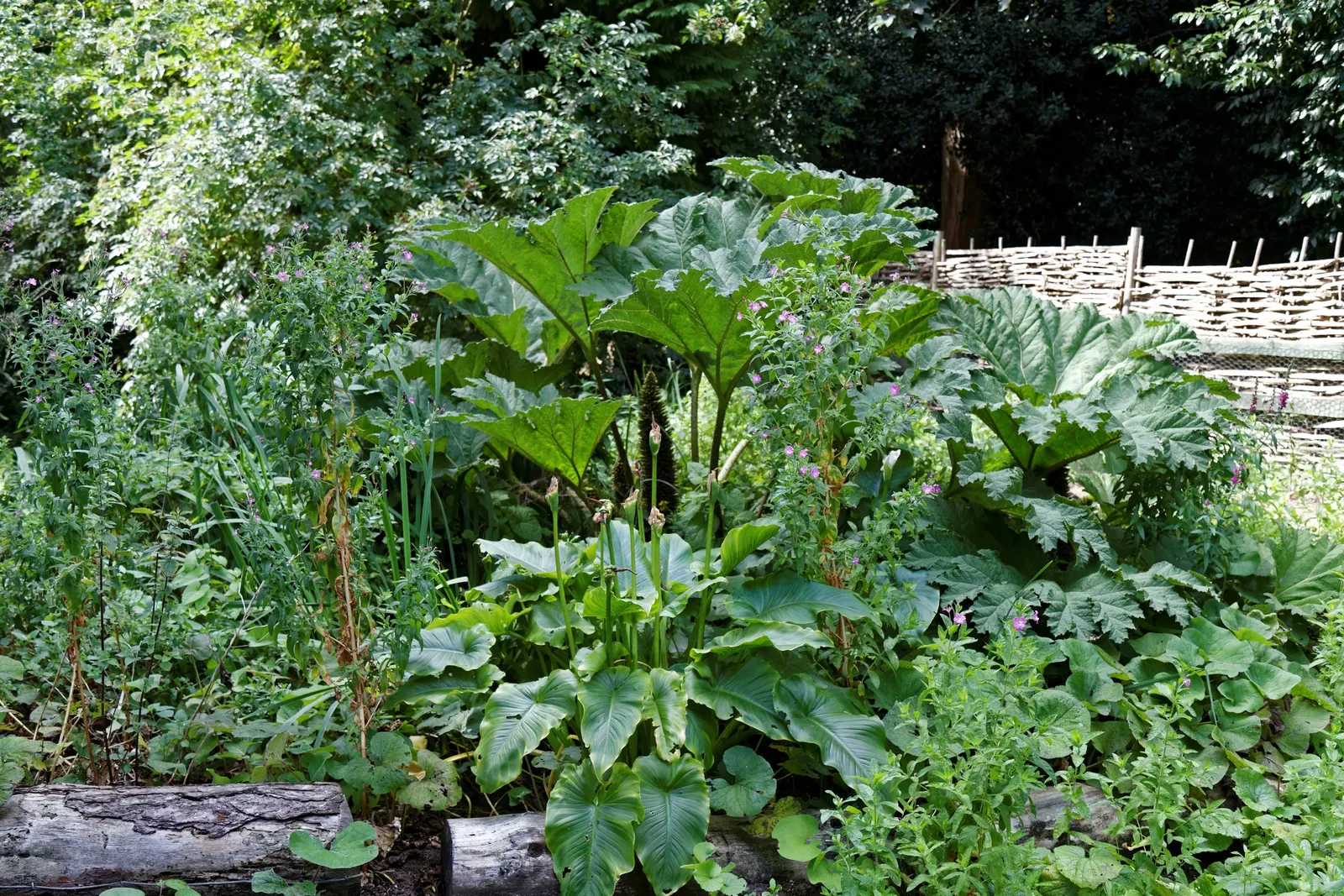 Giant Gunnera (Gunnera Manicata) — aquatic / perennial with green and red blooms; where its roots can remain hydrated, image 59