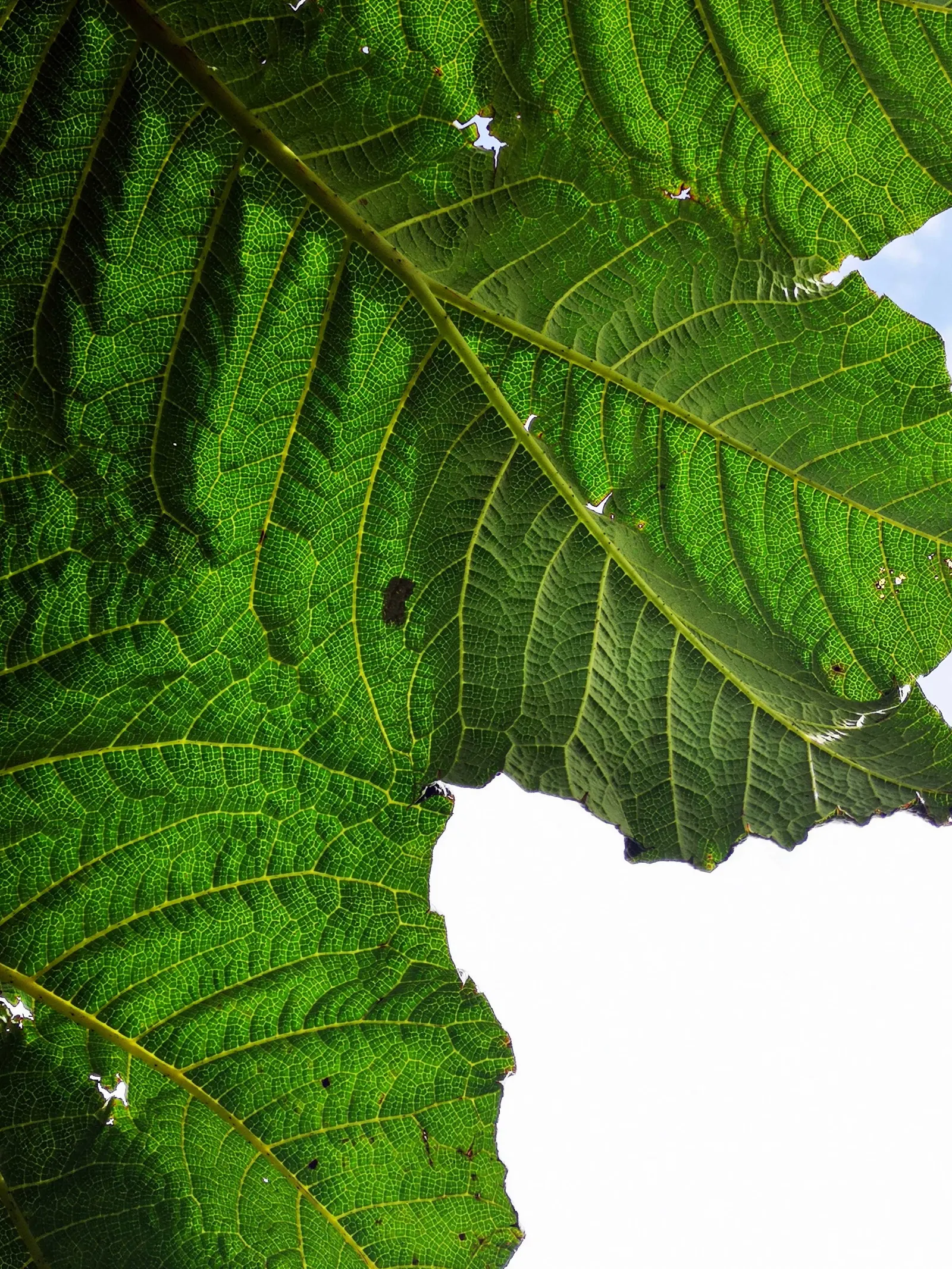 Giant Gunnera (Gunnera Manicata) — In summer, it produces red-green conical flower spikes, adding to its dramatic presence; which can ascend to a, image 85