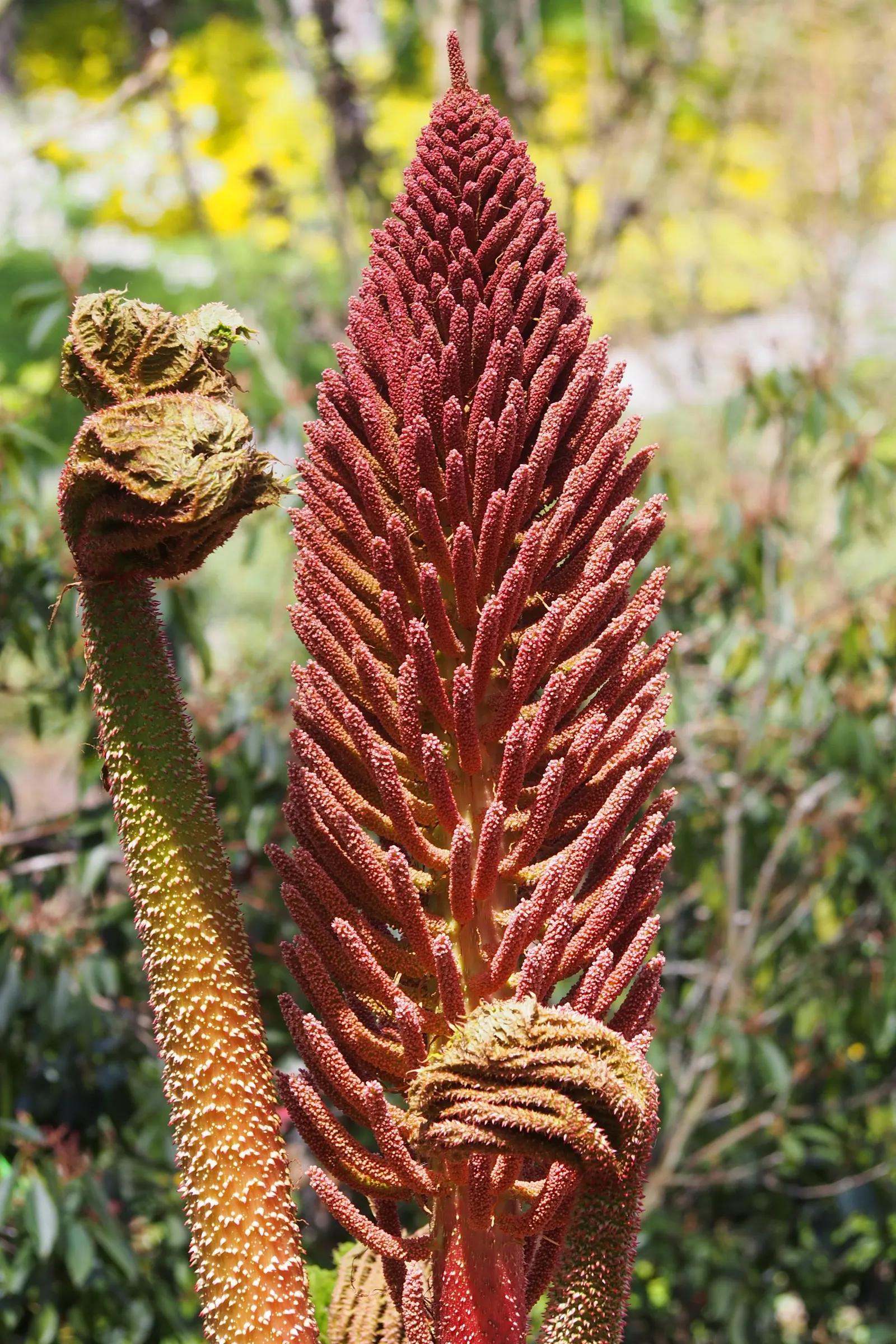 Giant Gunnera (Gunnera Manicata) — rich soils and is particularly well-suited to waterside plantings or bog gardens; aquatic / perennial for full, image 69