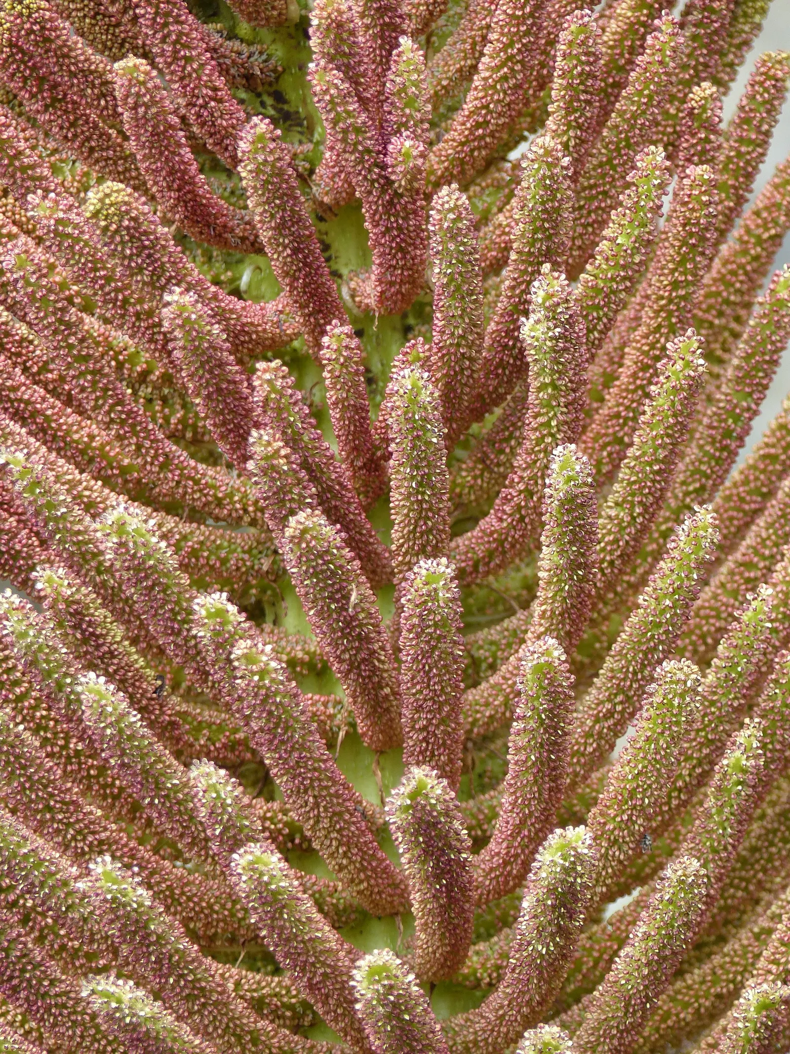 Giant Gunnera (Gunnera Manicata) — aquatic / perennial for full or half; regular feeding and consistent moisture will ensure this plant maintains, image 60