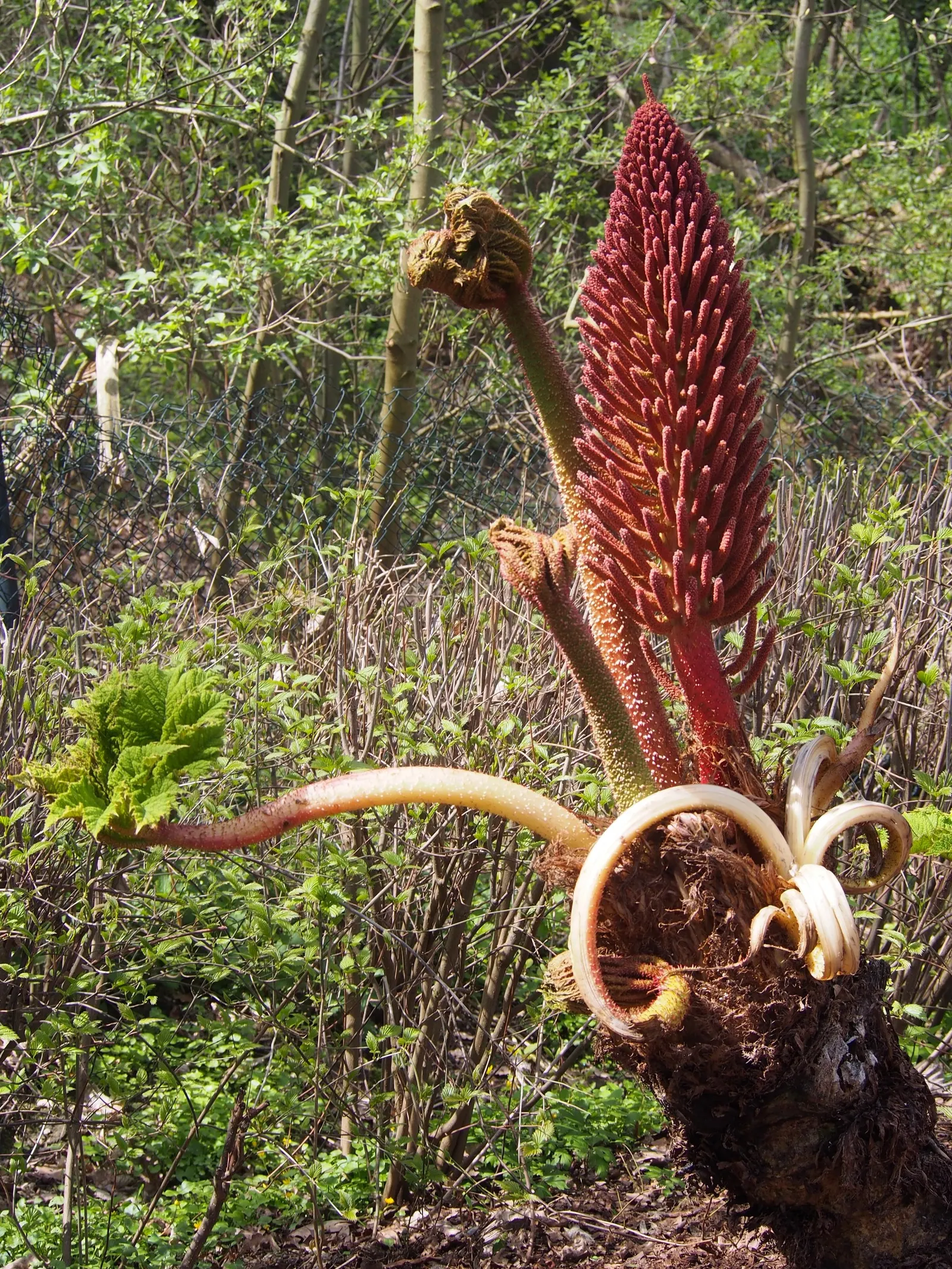 Giant Gunnera (Gunnera Manicata) — which can ascend to a stately 6 feet in height during the summer months; is an impactful perennial, image 92
