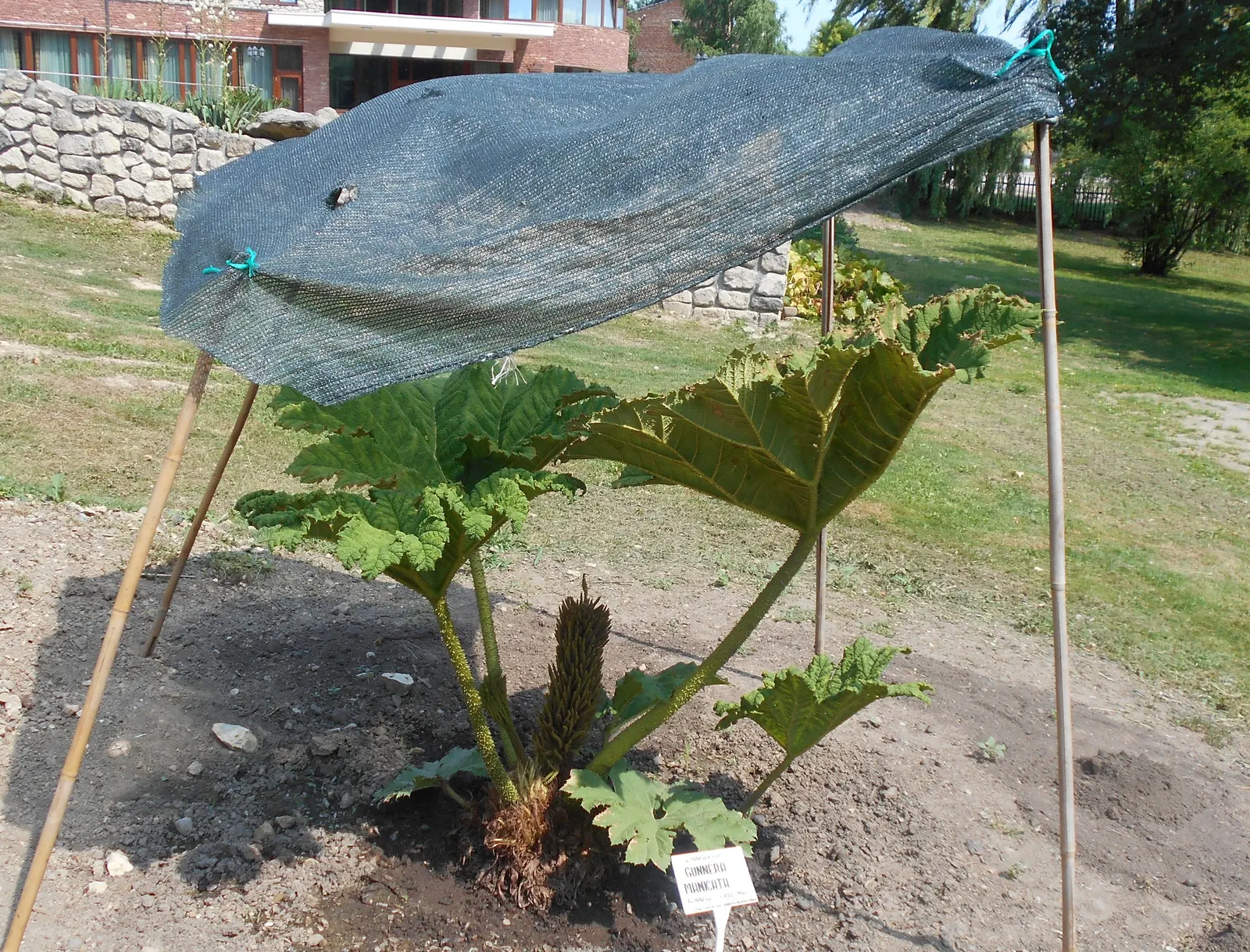 Giant Gunnera (Gunnera Manicata) — aquatic / perennial with green and red blooms; where its roots can remain hydrated, image 99