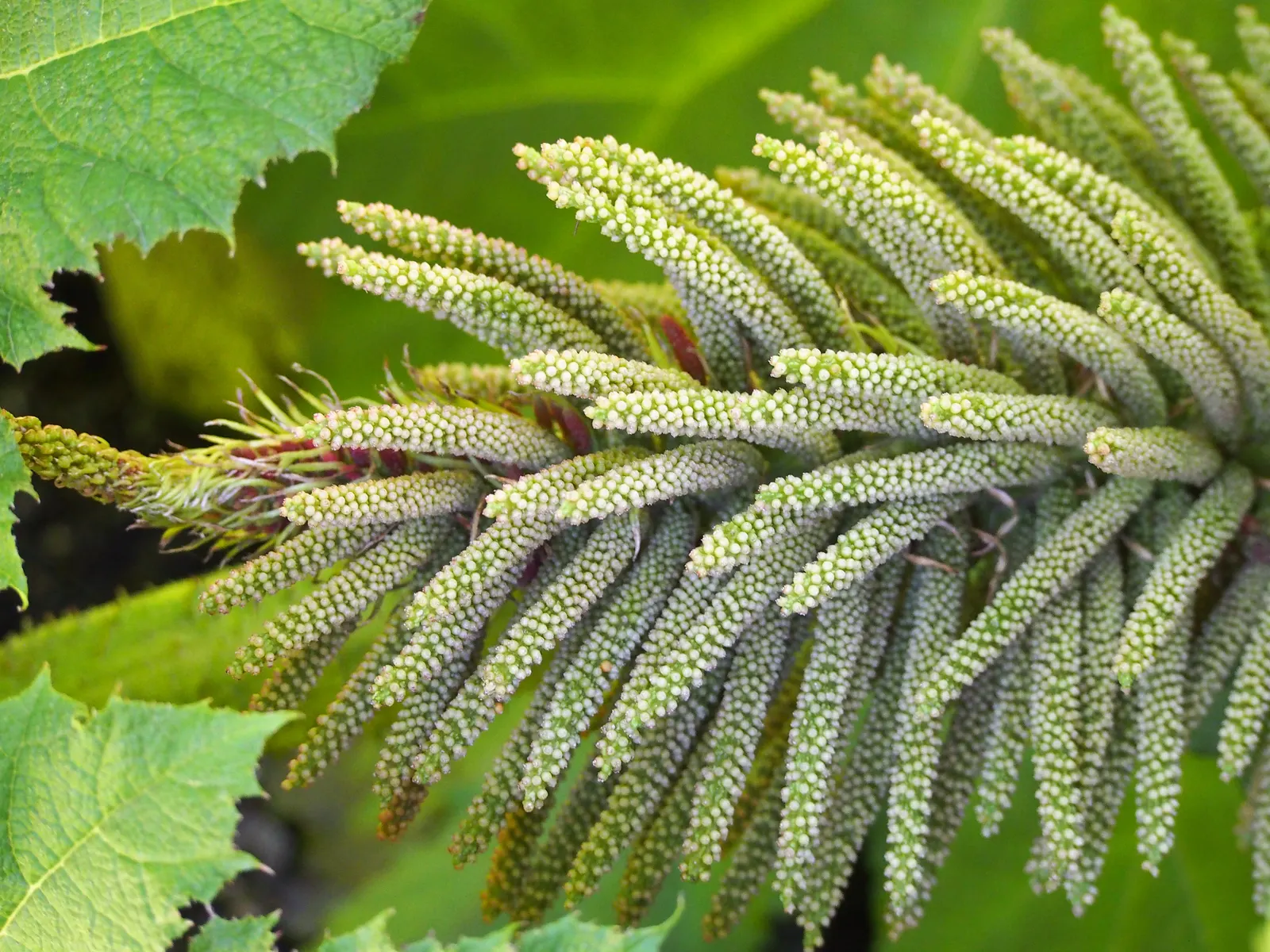Giant Gunnera (Gunnera Manicata) — It's a visual anchor that creates a sense of lushness and drama; rhubarb-like leaves that can span up to 8 feet, image 55