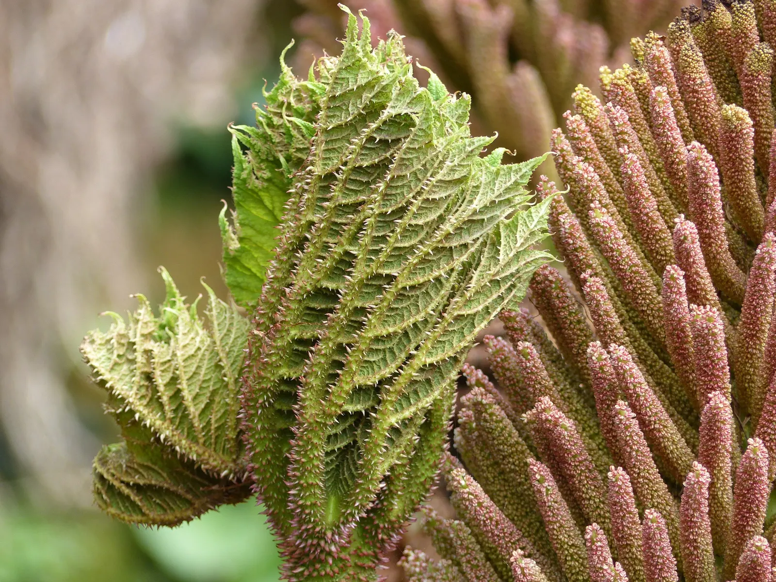 Giant Gunnera (Gunnera Manicata) — rhubarb-like leaves that can span up to 8 feet across