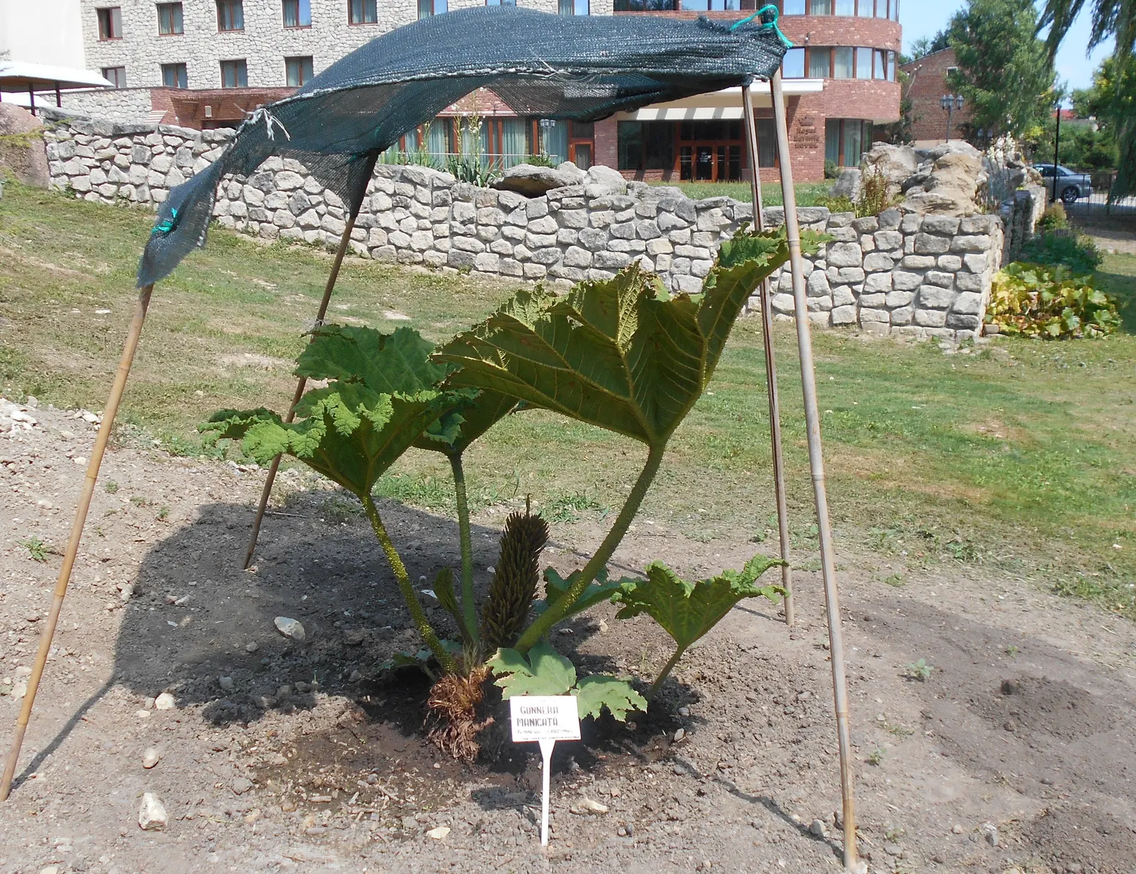 Giant Gunnera (Gunnera Manicata) — These spikes add a prehistoric touch to the garden aesthetic.<br><br>With a spread of up to 10 to 15 feet; it's, image 54