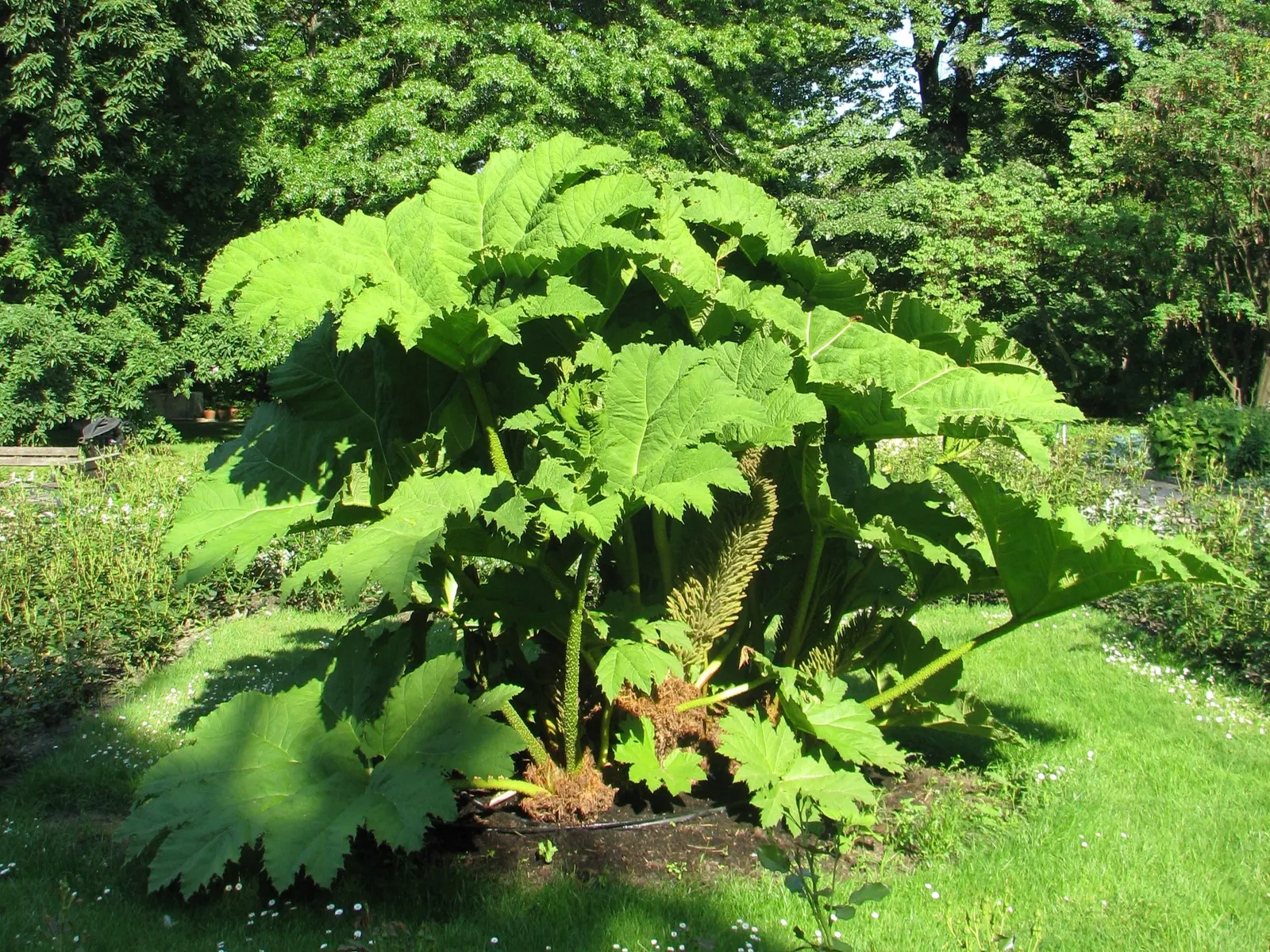 Giant Gunnera (Gunnera Manicata) — which can ascend to a stately 6 feet in height during the summer months; is an impactful perennial, image 52