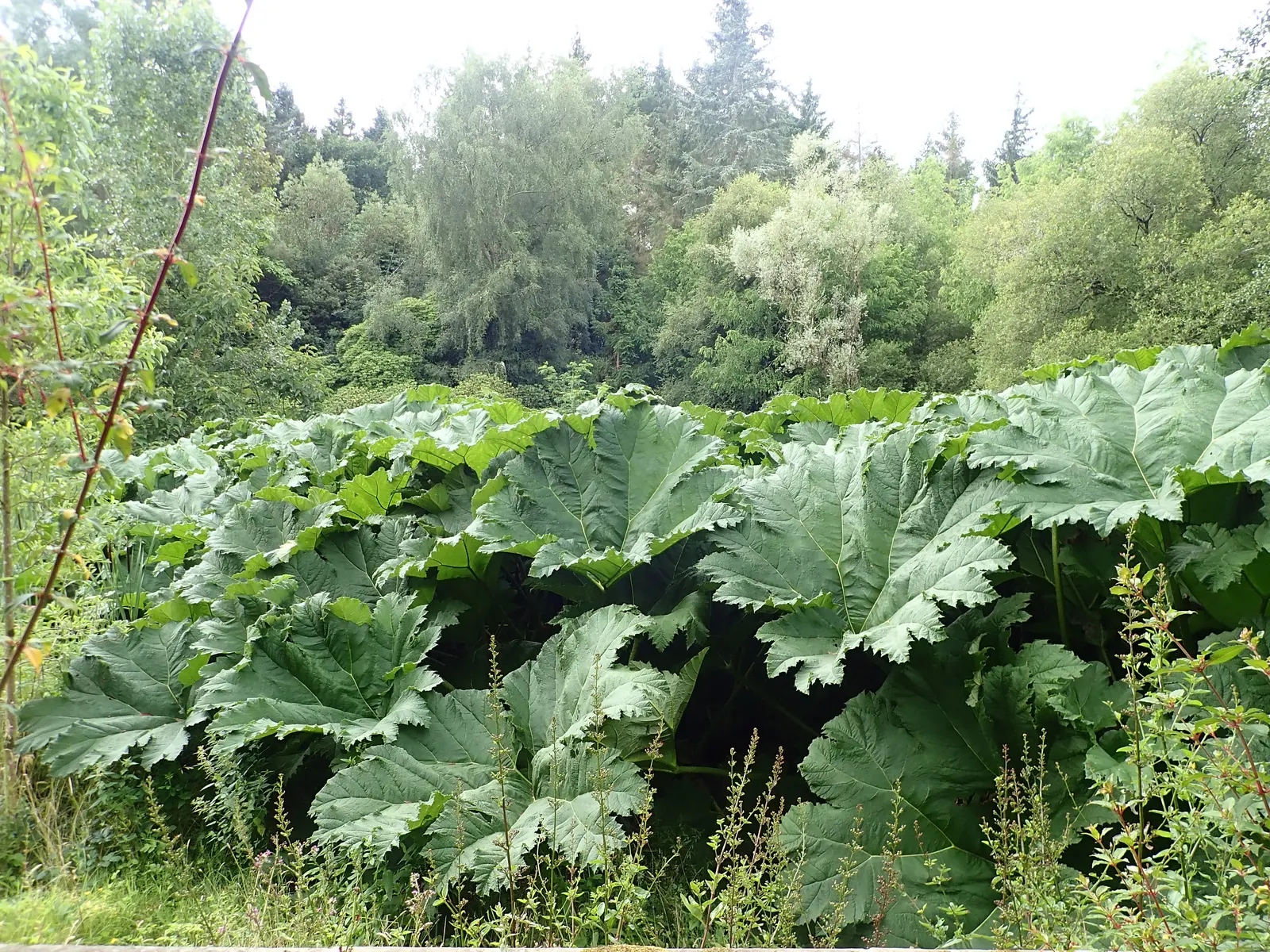 Giant Gunnera (Gunnera Manicata) — green and red flowers in the garden; ideal for a waterside focal point in USDA zones 7-10, image 98