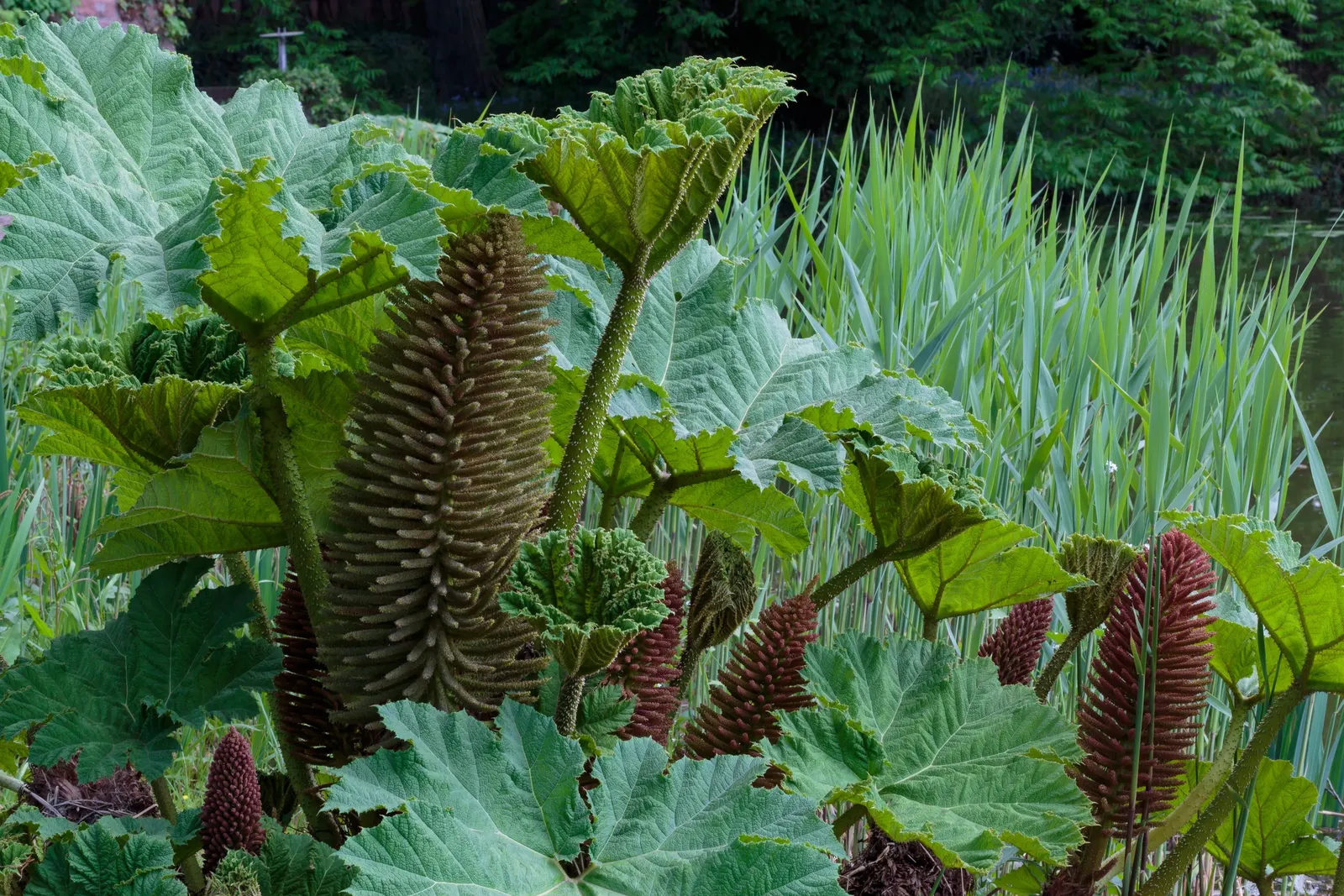 Giant Gunnera (Gunnera Manicata) — the Giant Gunnera thrives in moist; displaying tiny reddish-green florets