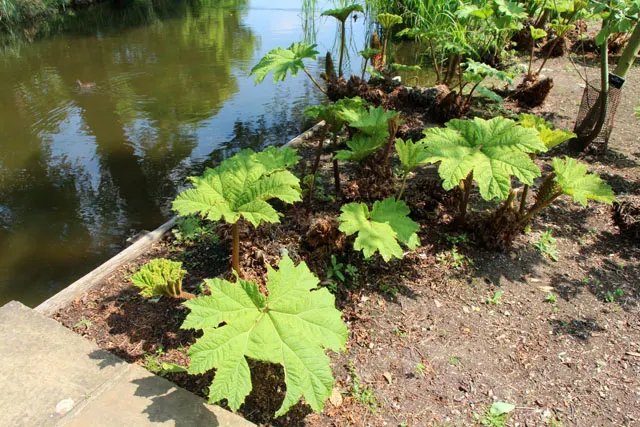 Giant Gunnera (Gunnera Manicata) — green and red flowers in the garden; ideal for a waterside focal point in USDA zones 7-10, image 78