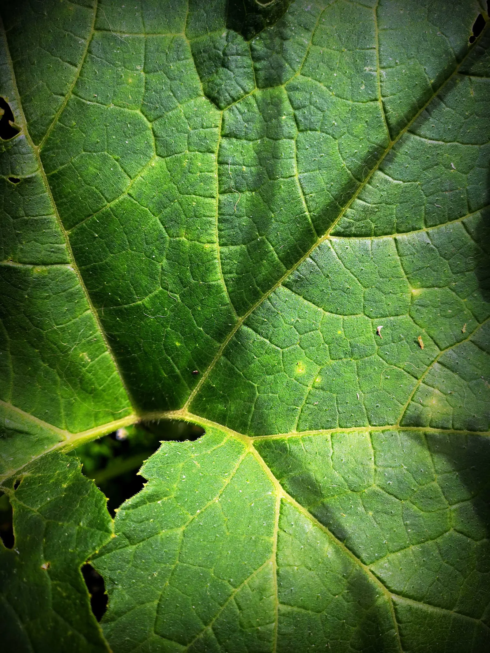 Giant Gunnera (Gunnera Manicata) — is an impactful perennial; requiring ample space with a spread of 10 feet and a height of up to 8 feet, image 81