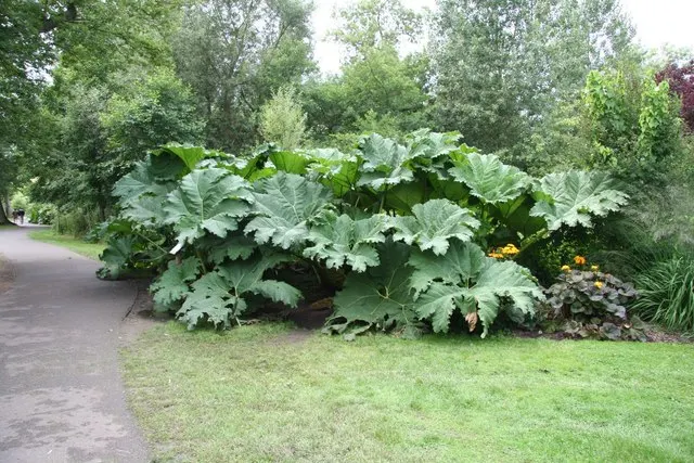 Giant Gunnera (Gunnera Manicata) — which can ascend to a stately 6 feet in height during the summer months; is an impactful perennial, image 72