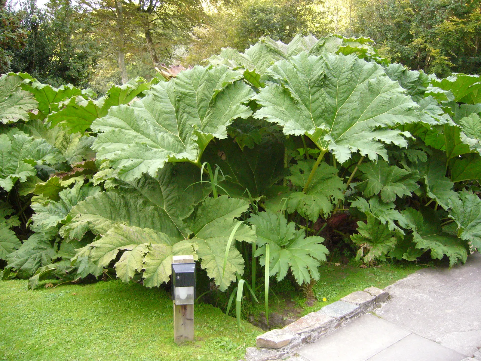 Giant Gunnera (Gunnera Manicata) — Ideal for a waterside focal point in USDA zones 7-10