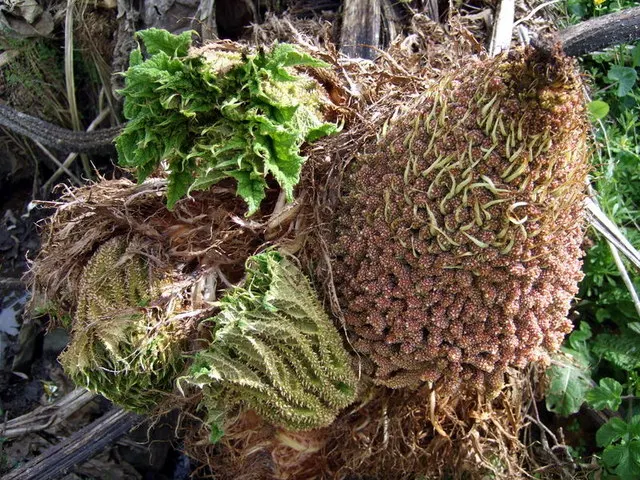 Giant Gunnera (Gunnera Manicata) — aquatic / perennial with green and red blooms