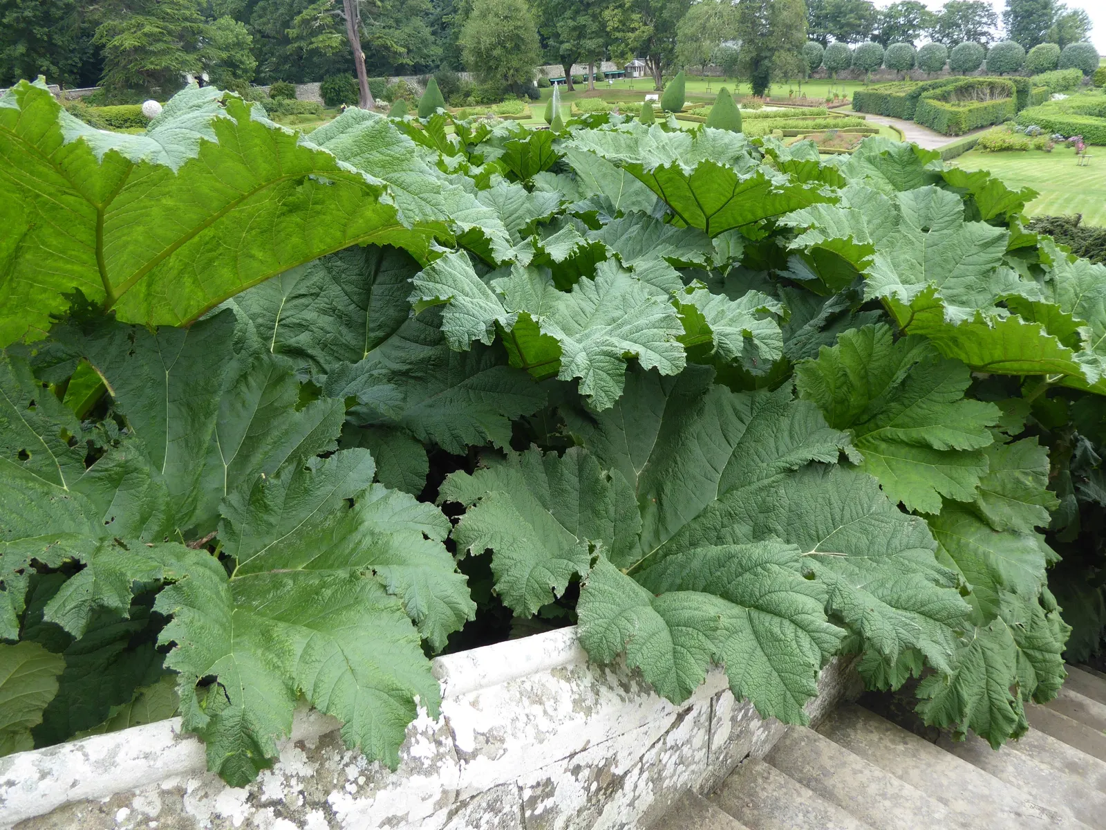 Giant Gunnera (Gunnera Manicata) — Ideal for a waterside focal point in USDA zones 7-10; green and red flowers in the garden