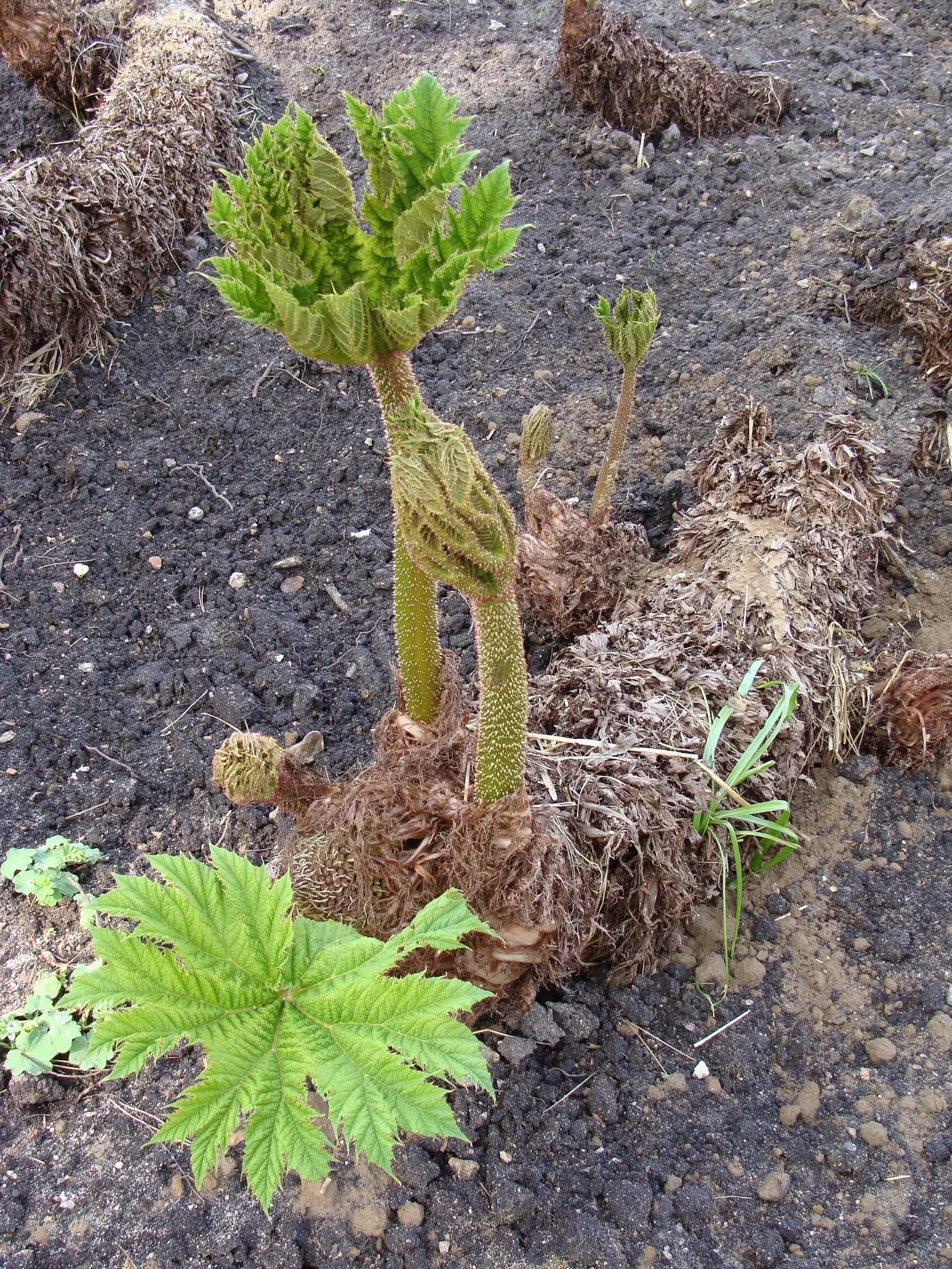 Giant Gunnera (Gunnera Manicata) — requiring ample space with a spread of 10 feet and a height of up to 8 feet; in summer, it produces red-green, image 44