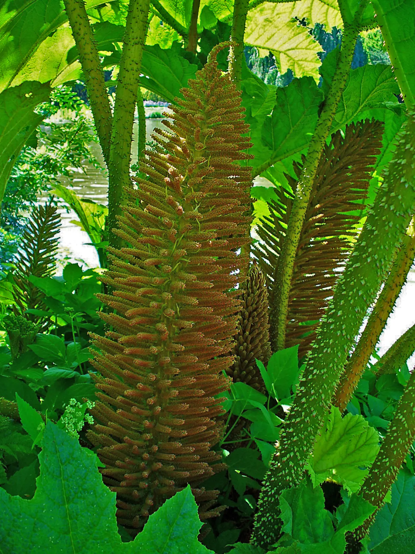 Giant Gunnera (Gunnera Manicata) — rich soils and is particularly well-suited to waterside plantings or bog gardens; aquatic / perennial for full or half