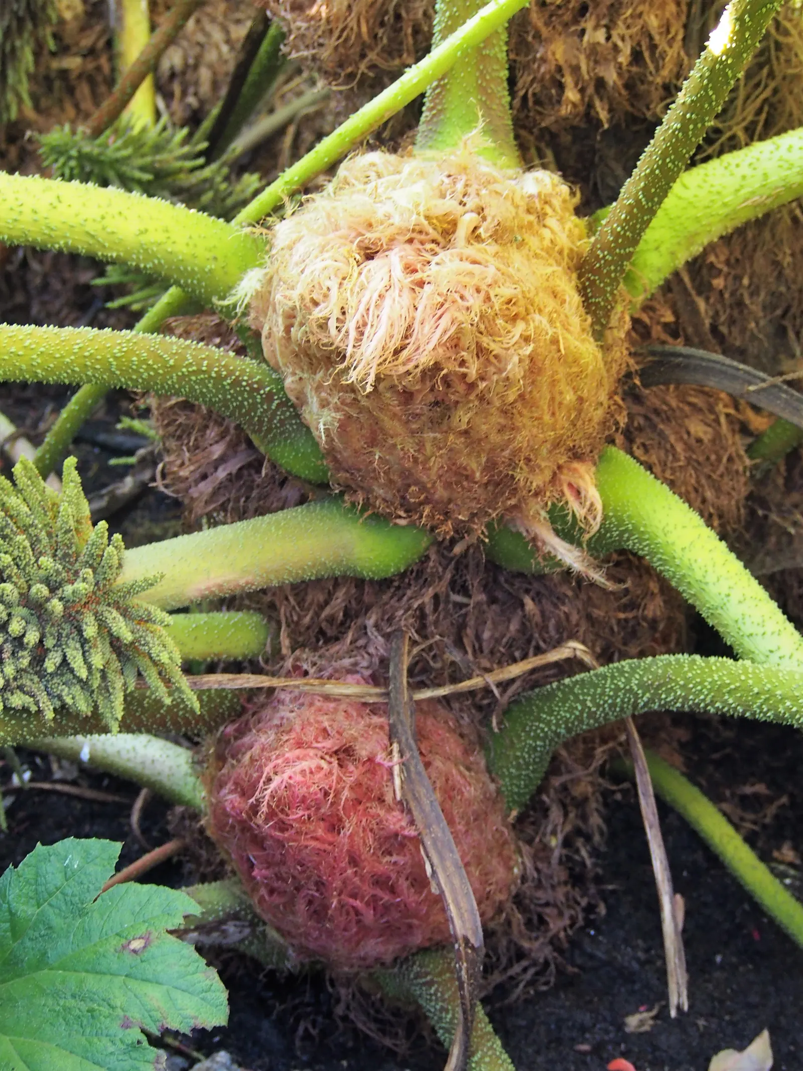 Giant Gunnera (Gunnera Manicata) — rhubarb-like leaves that can span up to 8 feet across; although hardy in USDA zones 7 to 10, image 82