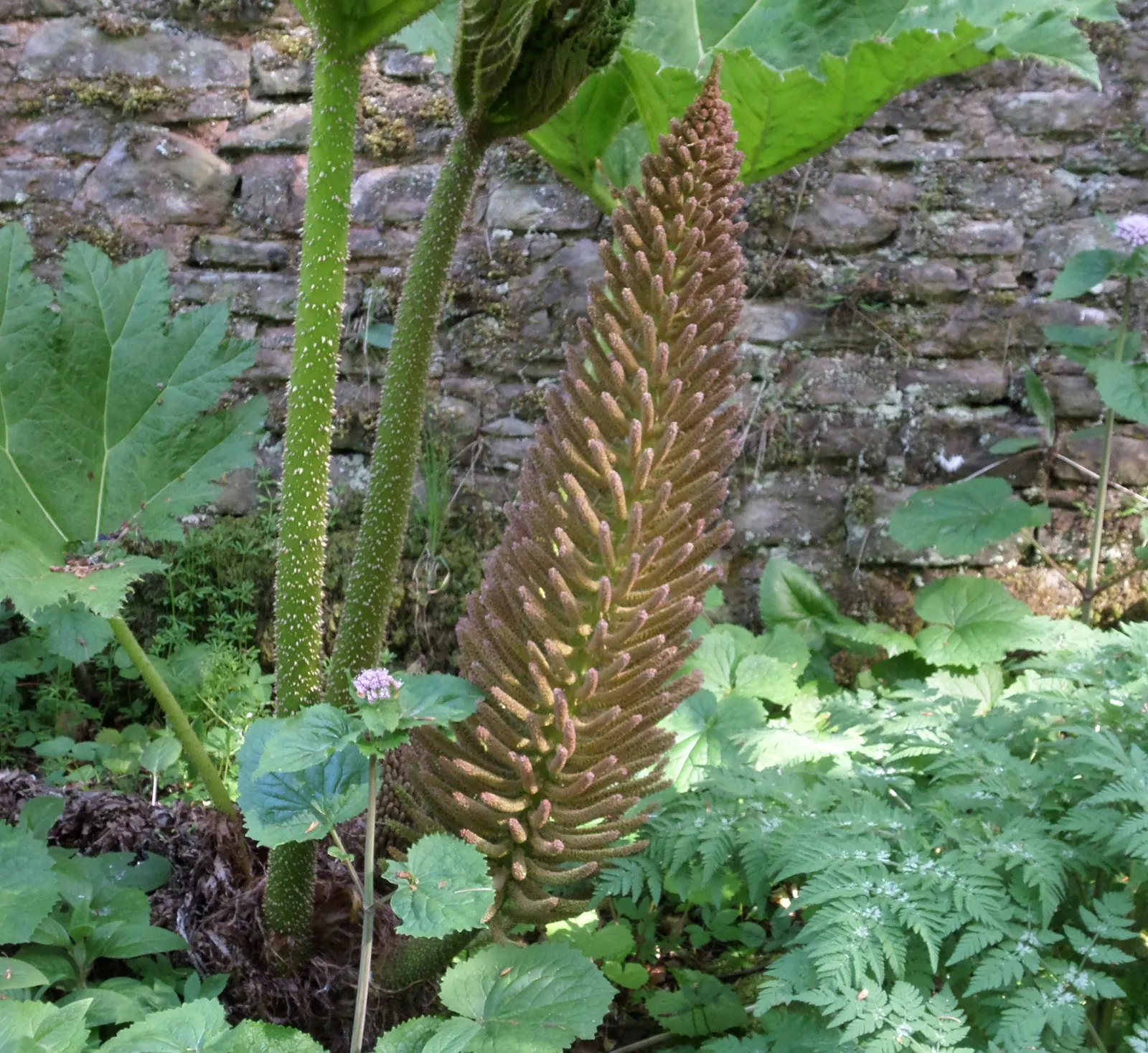 Giant Gunnera (Gunnera Manicata) — commonly known as the Giant Gunnera or Brazilian Giant-Rhubarb