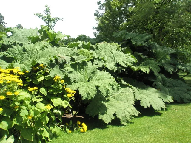 Giant Gunnera (Gunnera Manicata) — It's a visual anchor that creates a sense of lushness and drama; rhubarb-like leaves that can span up to 8 feet, image 95